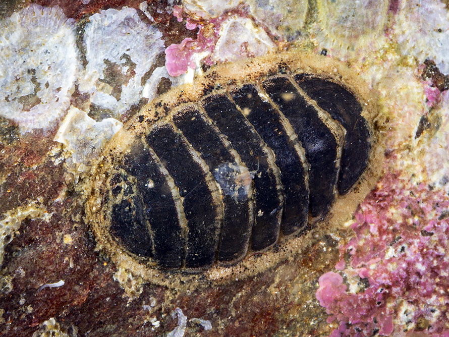 Leptochiton asellus